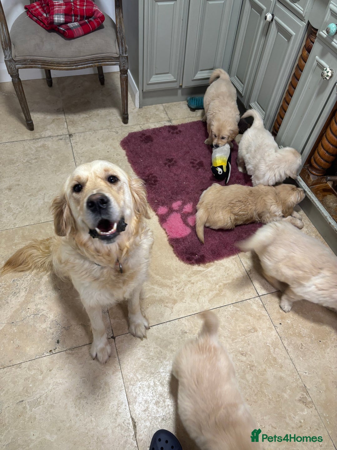 Golden Retriever dogs for sale: Golden retriever puppies  - Advert 25