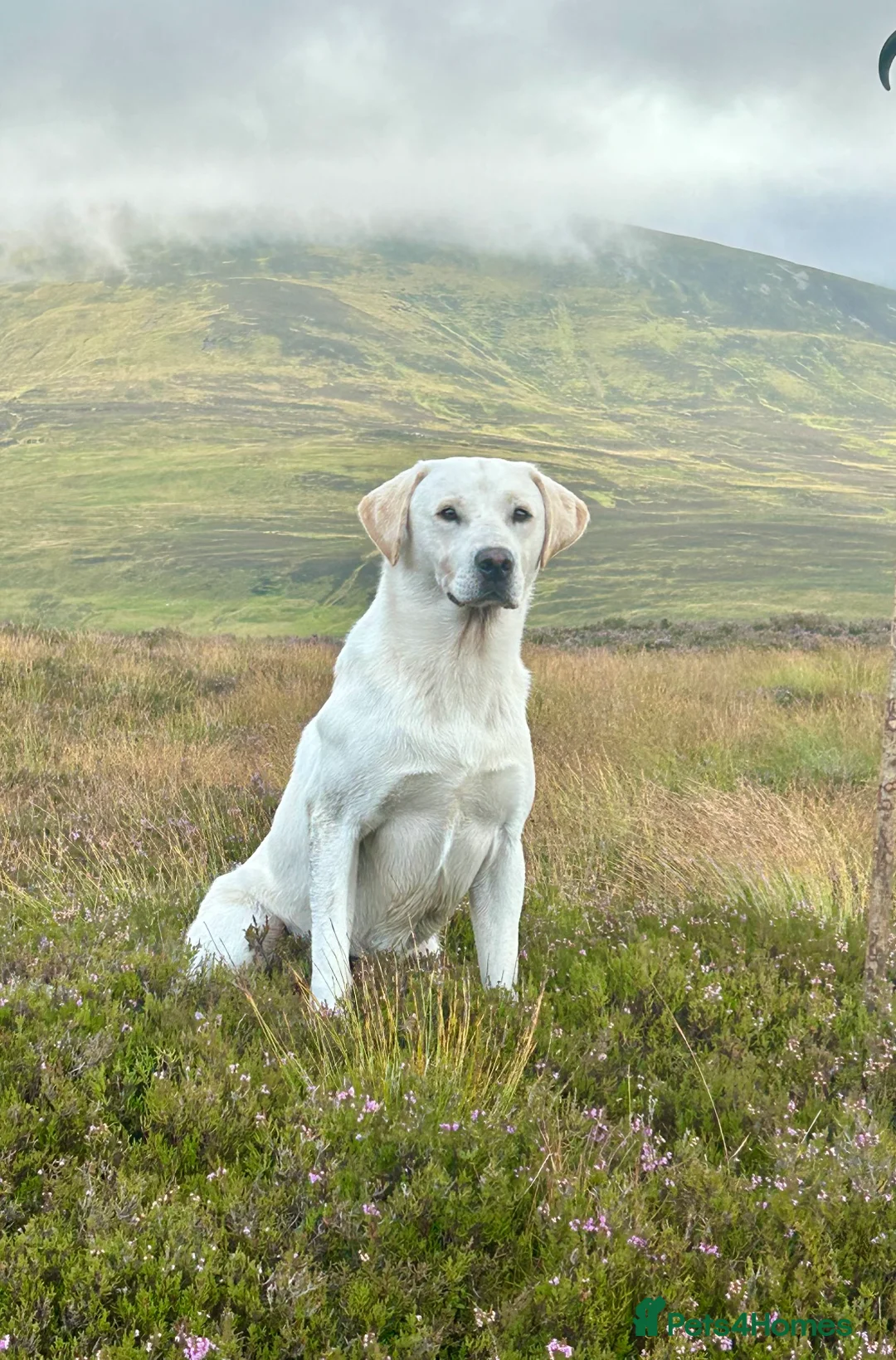 Labrador Retriever dogs for stud: FTW Llangynidr Alfred the great in Ebbw Vale - Advert 1