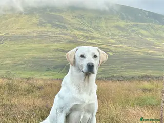 Labrador Retriever dogs FTW Llangynidr Alfred the great in Ebbw Vale - Advert 2
