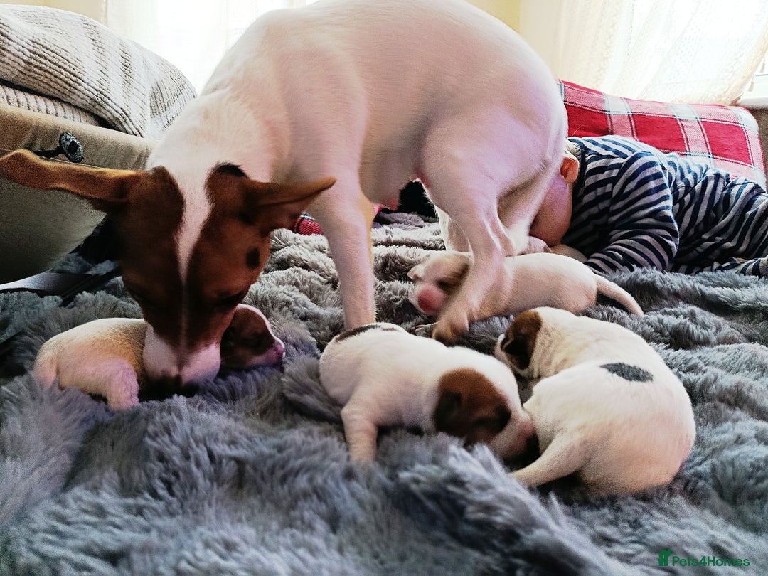 Jack Russell dogs for sale: 🤎🐶 Adorable Jack Russell Terrier Puppies✨ - Advert 27