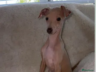 Italian Greyhound dogs Ready to leave last 2 boys Kc registered - Advert 21