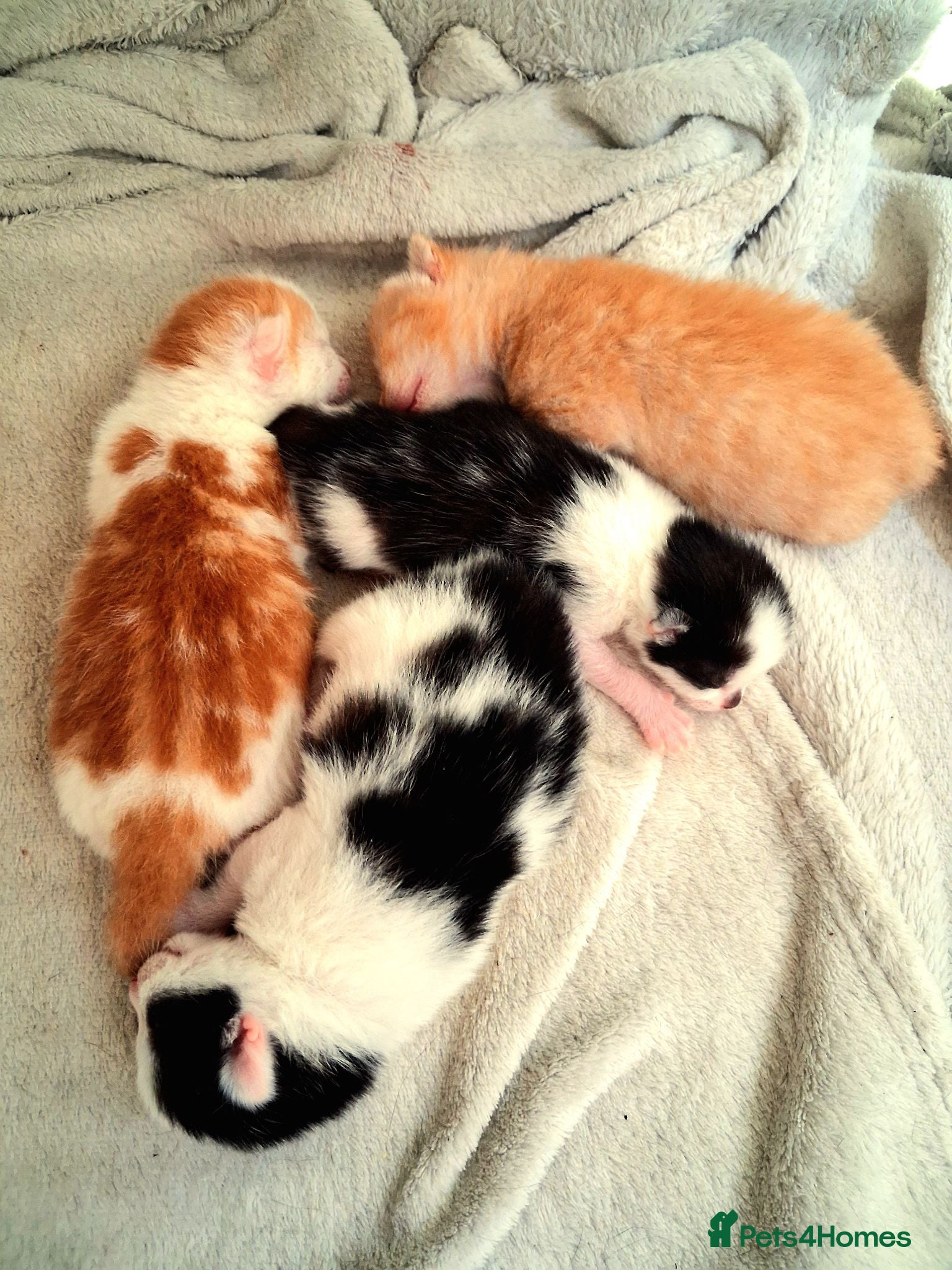 Mixed Breed cats Beautifal fluffy kiteens - Advert 1