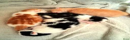 Mixed Breed cats for sale: Beautifal fluffy kiteens in Dorking - Advert 1