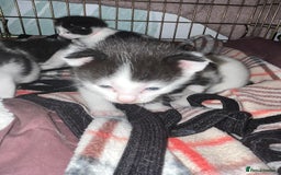 Mixed Breed cats for sale: Black and white kittens  - Image 4