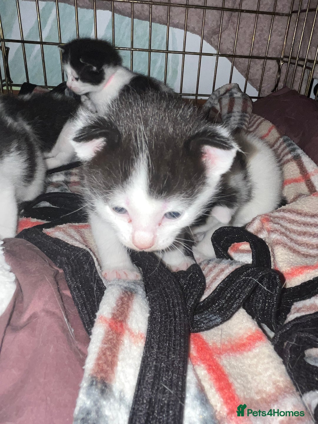 Mixed Breed cats for sale: Black and white kittens  - Image 4