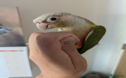 Conures birds for sale: 2 green cheek conures 1 pineapple and 1 cinnamon  - Image 8