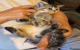 British Shorthair cats for sale: Golden brown tabby and silver  - Image 10