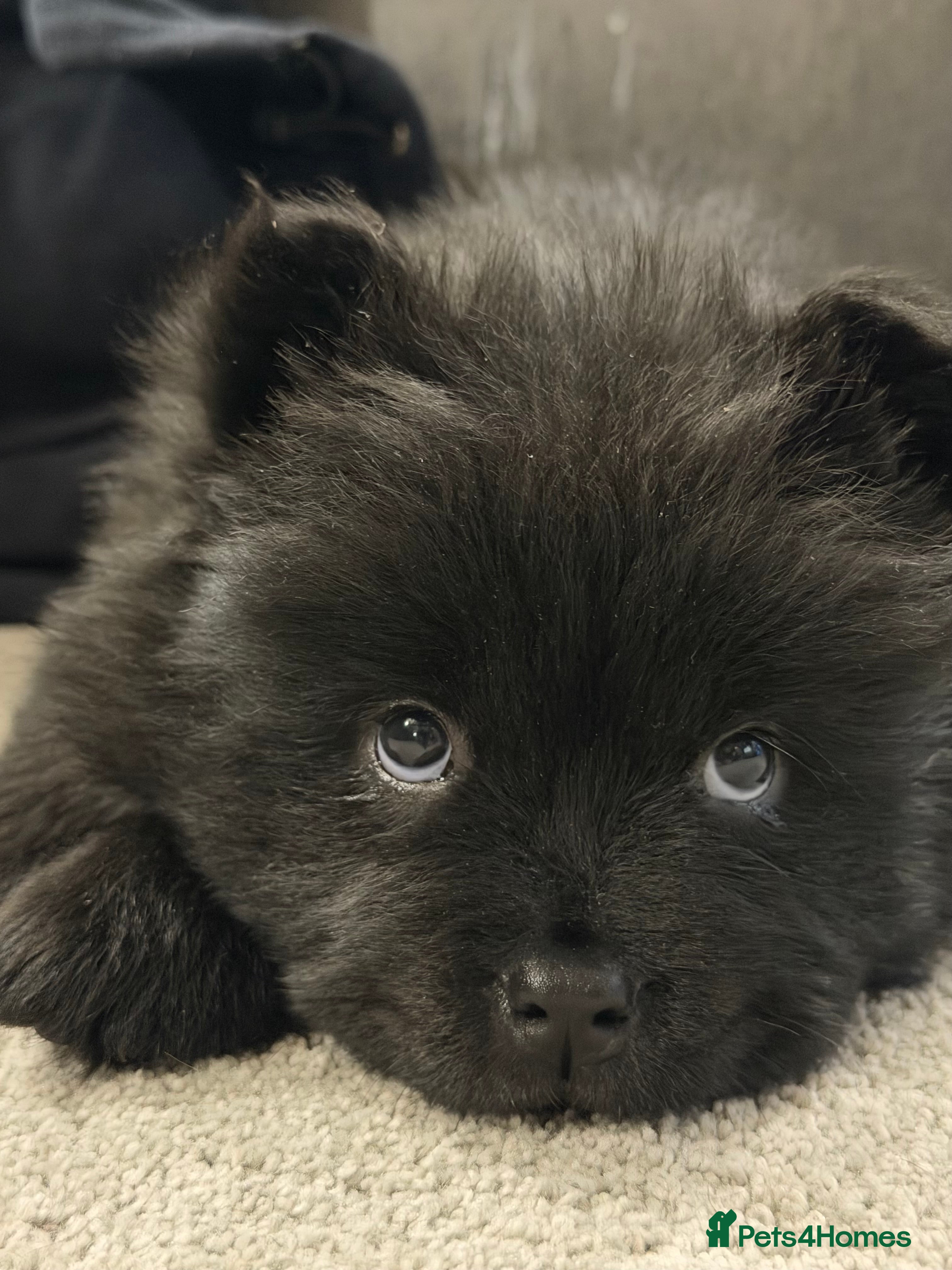 Chow Chow dogs Ready to go to their new homes.  - Advert 16