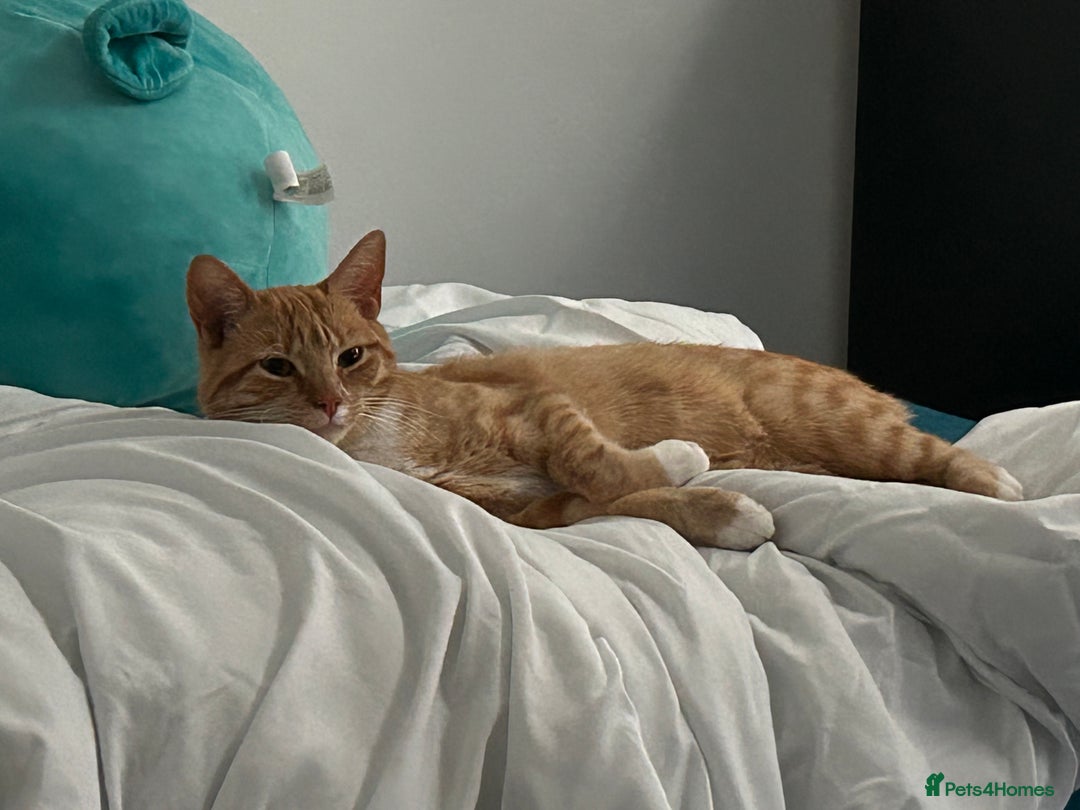 Domestic Shorthair cats for sale: Ginger female  - Image 7