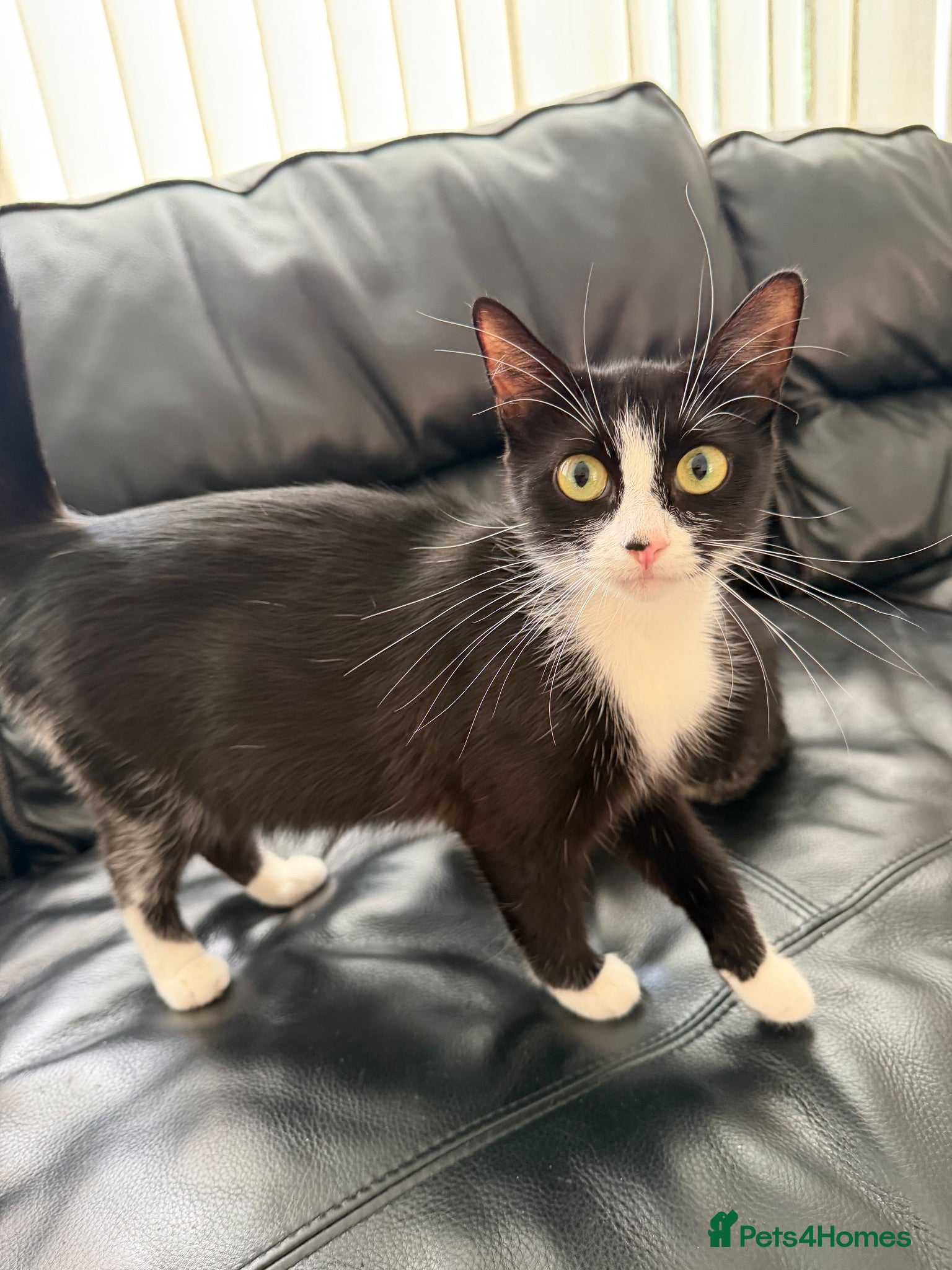 Mixed Breed cats 2 beautiful boys must be homed together  - Advert 1