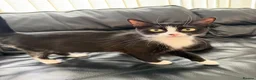 Mixed Breed cats for sale: 2 beautiful boys must be homed together  - Advert 1