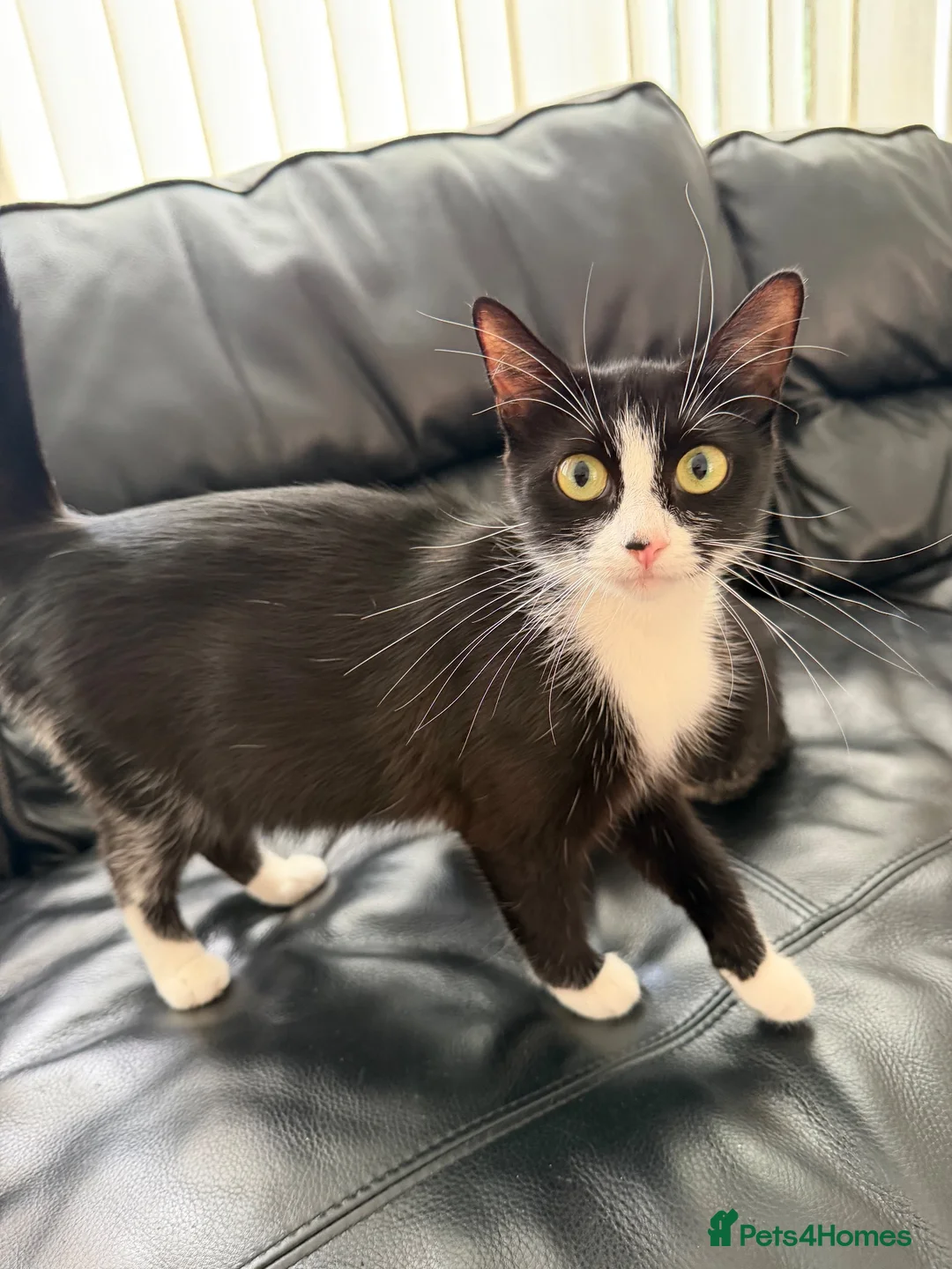 Mixed Breed cats for sale: 2 beautiful boys must be homed together  - Advert 1