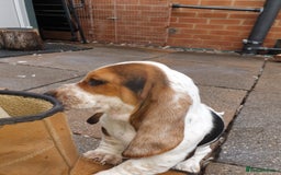 Basset Hound dogs for sale: Basset hound puppies  - Image 6