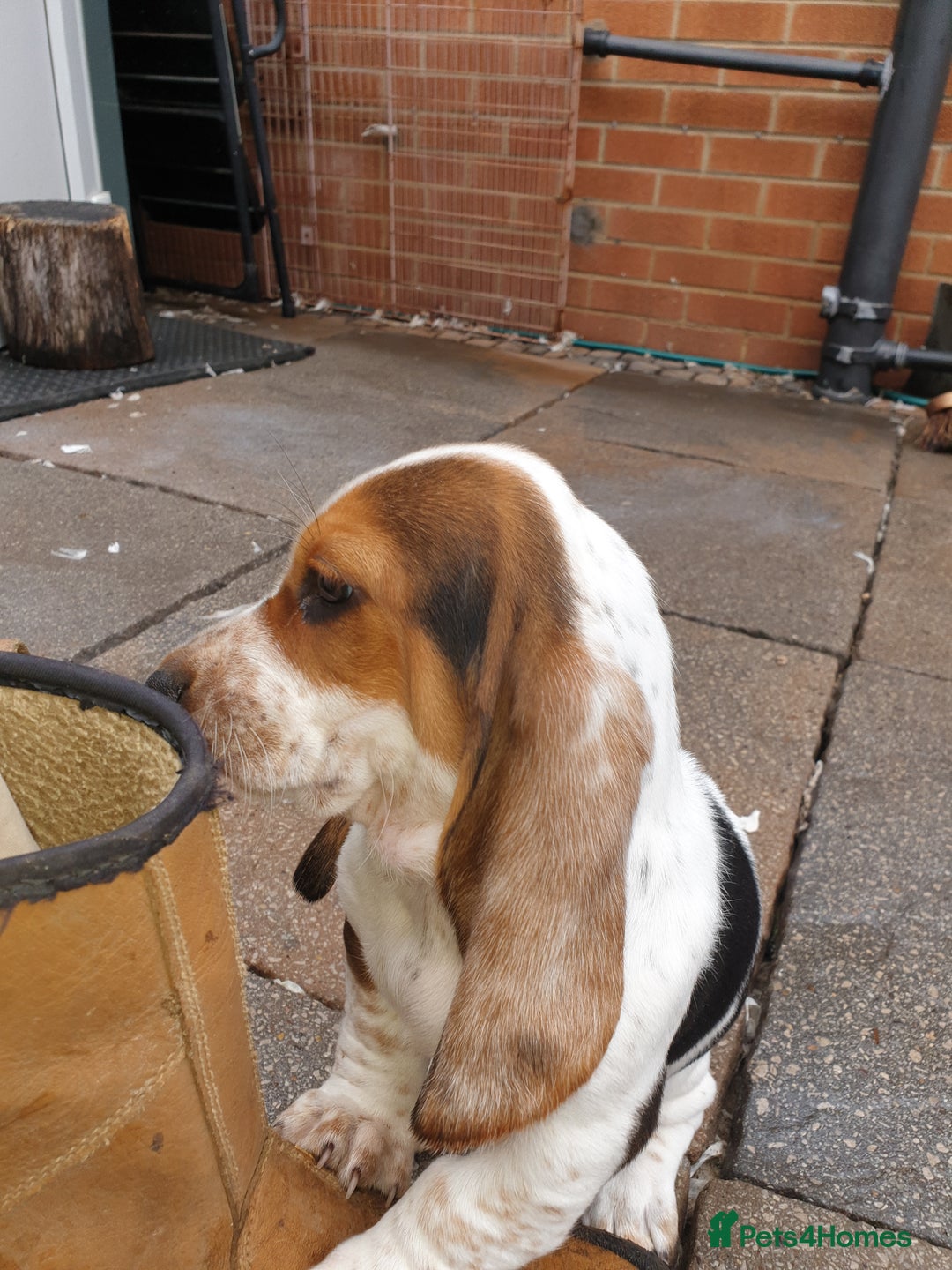 Basset Hound dogs for sale: Basset hound puppies  - Image 6