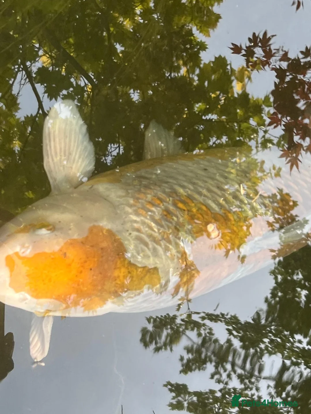 Koi Carp fish for sale: Five large koi carp in St Albans - Advert 4