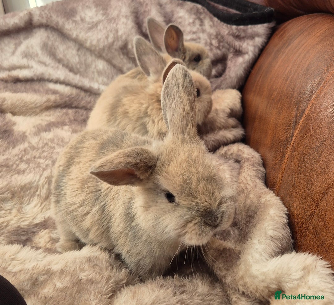 Mini Lop rabbits for sale: Mini lop baby boys ready now.  - Advert 2