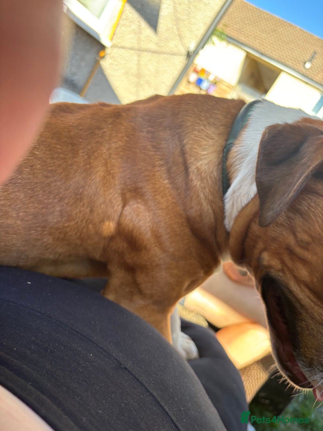 Mixed Breed dogs for sale: Beautiful dog for sale  - Advert 2