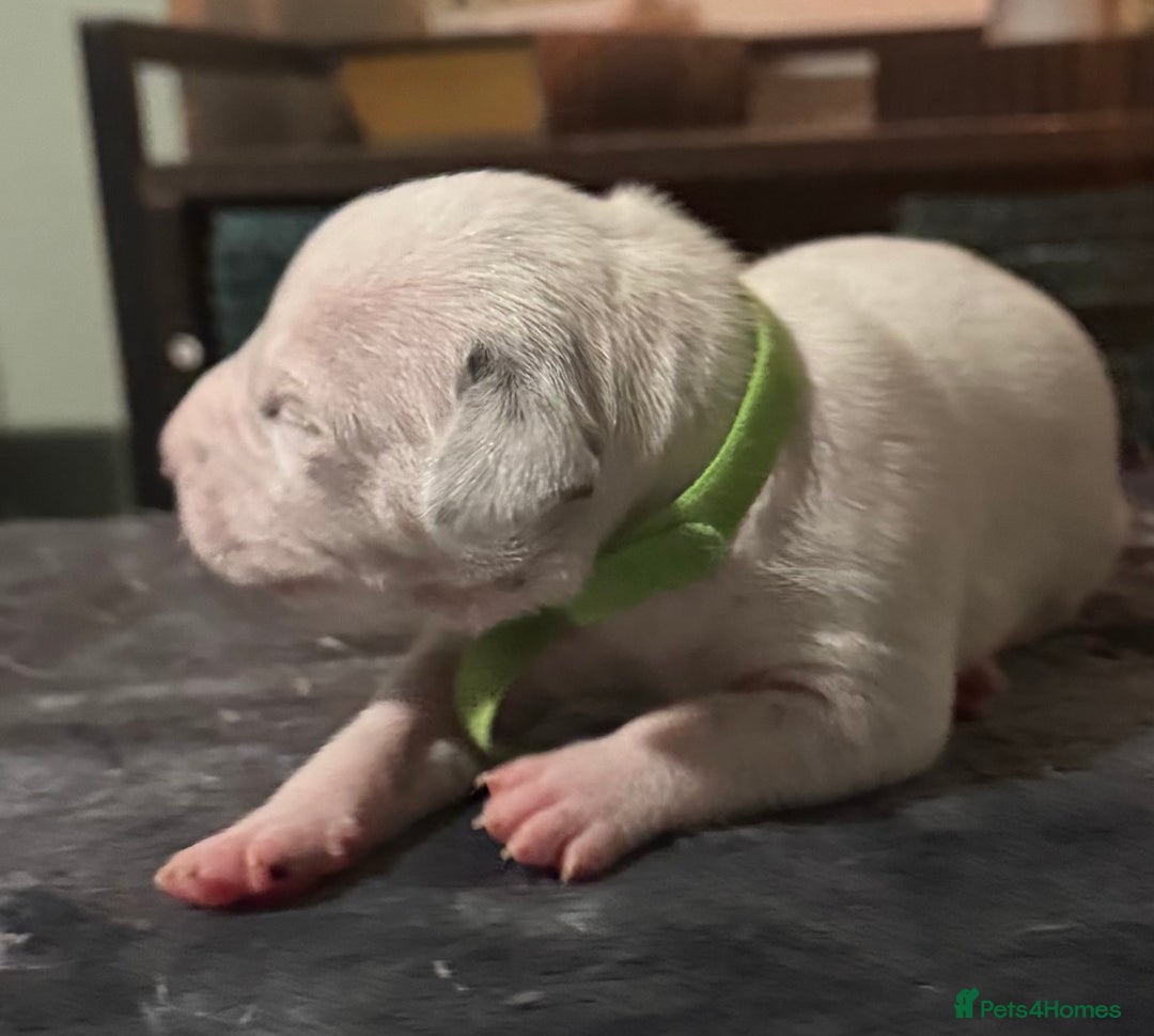 Dalmatian dogs for sale: KC Registered Dalmatian pups! - Advert 26