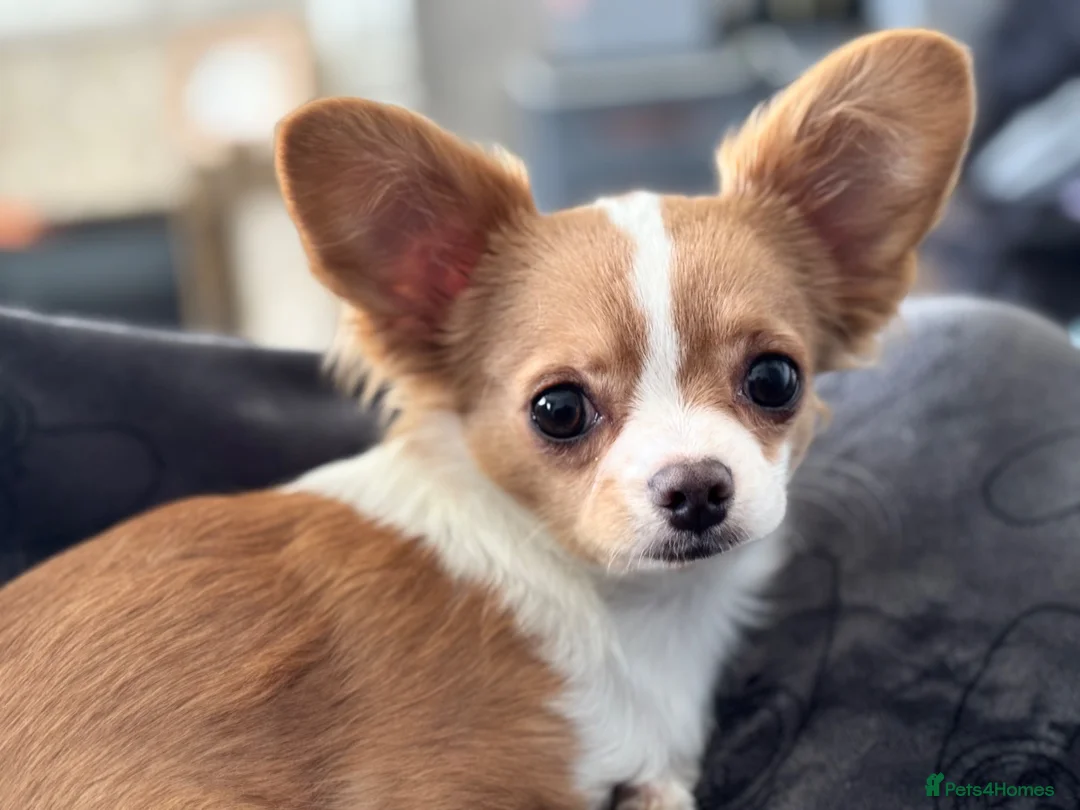 Chihuahua dogs for stud: Lenny - Advert 2