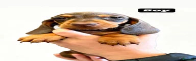 Dachshund 6