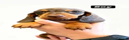 Dachshund dogs for sale: Dashound puppies  - Advert 10