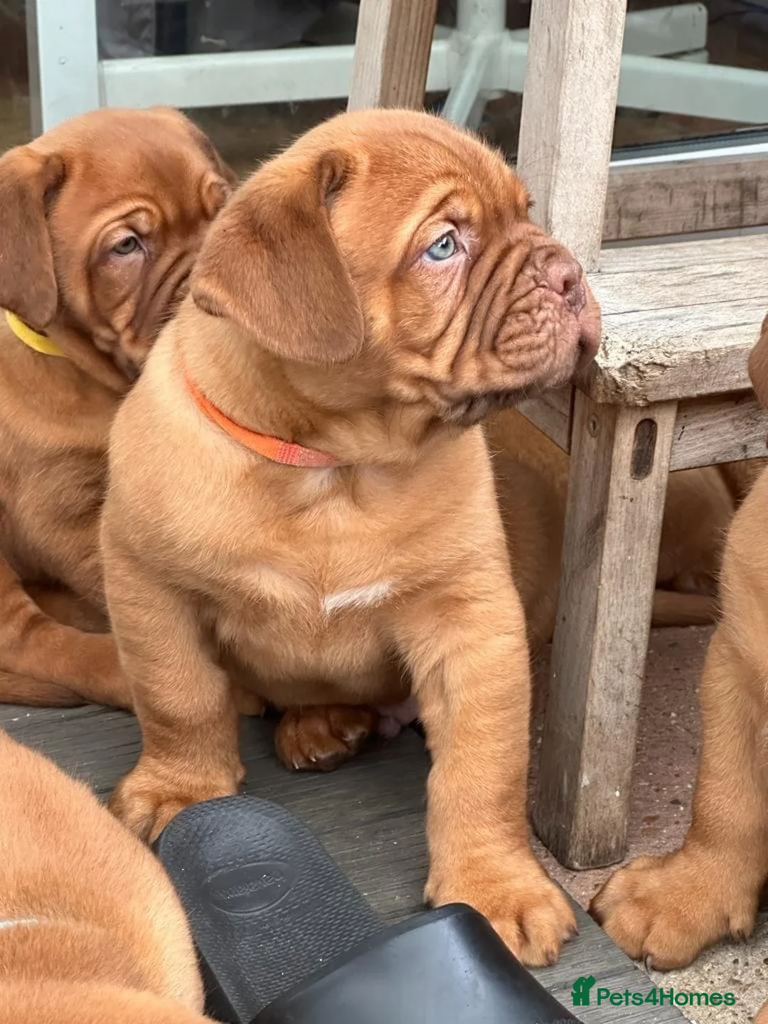 Dogue De Bordeaux dogs for stud: Proven Dogue De Bordeaux Health tested in Cinderford - Advert 6