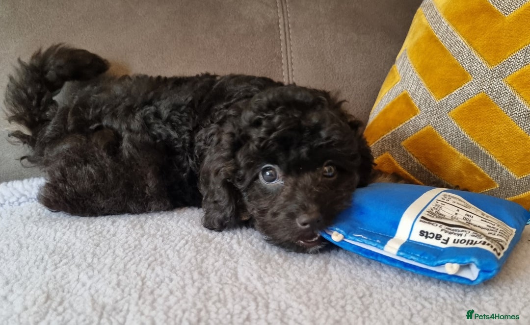Cockapoo dogs for sale: Fully Vaccinated, Adorable small Cockapoo puppies - Image 15