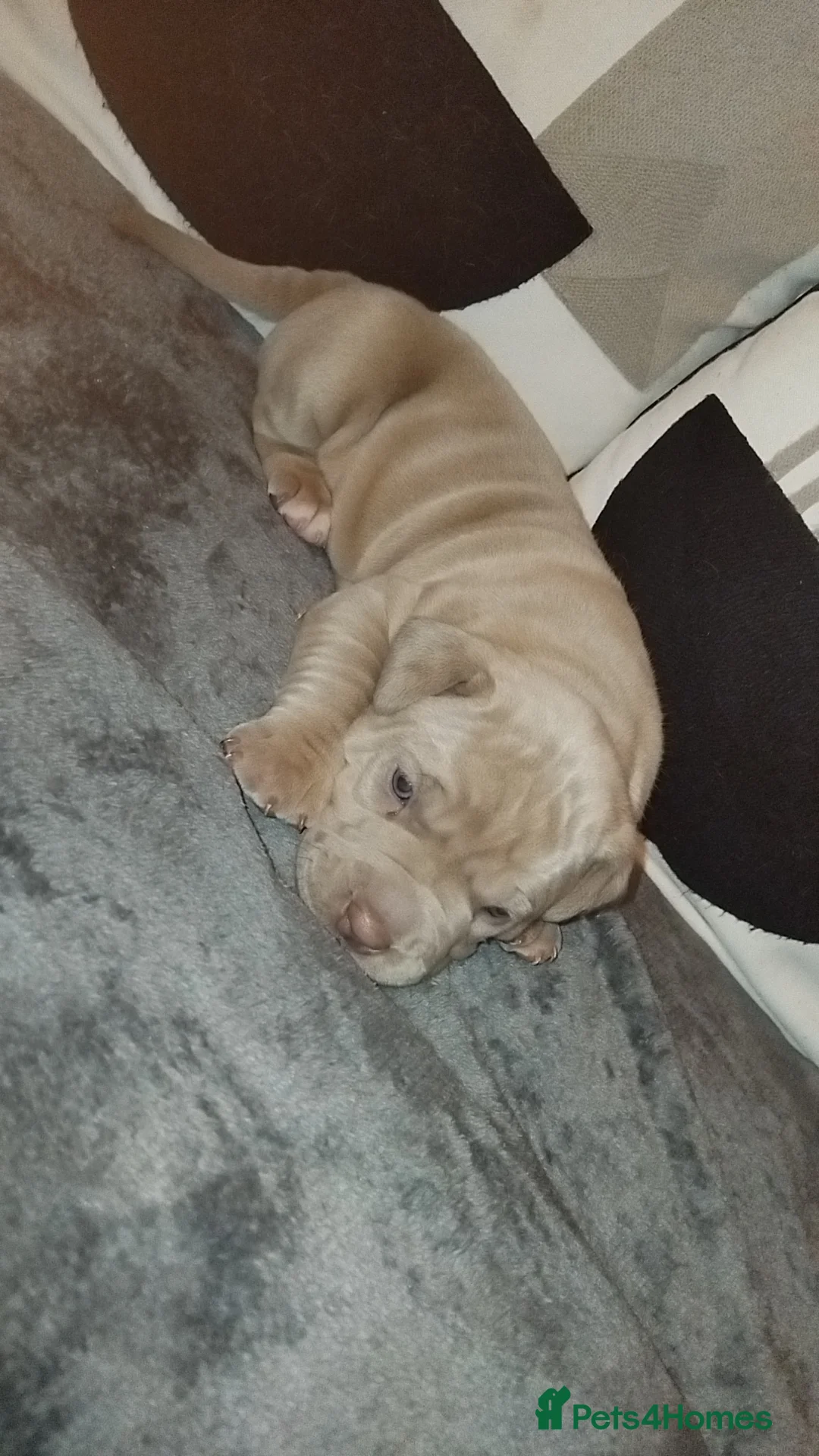 Mixed Breed dogs for sale: Exotic pocket bully cross  - Advert 4