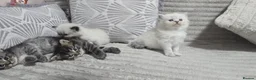 Maine Coon cats for sale: Mainecoon/ragdoll - Advert 9
