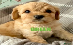 Cavapoo dogs for sale: Stunning F1 Cavapoo Puppies  - Image 5
