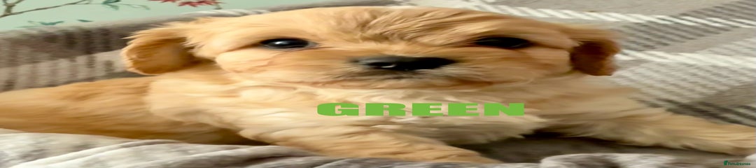 Cavapoo Puppy 2 Green