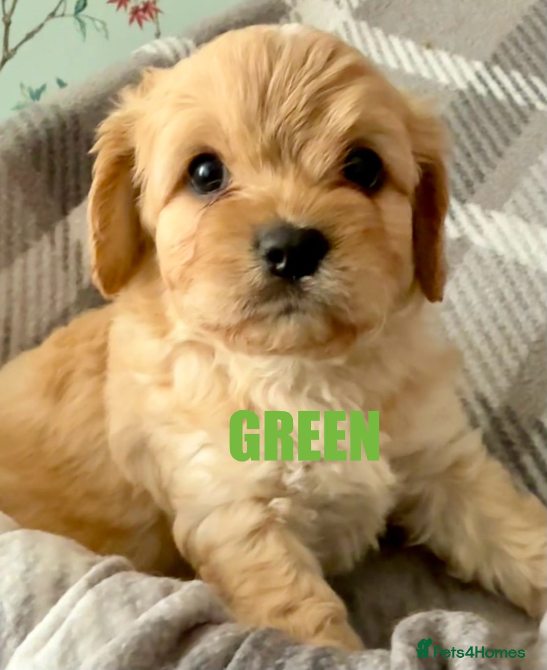 Cavapoo dogs for sale: Stunning F1 Cavapoo Puppies  - Image 5