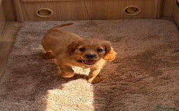 Cockalier dogs for sale: Gorgeous Cockalier Puppies… - Image 4