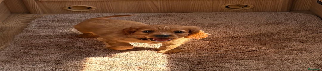 Cockalier Puppy 5