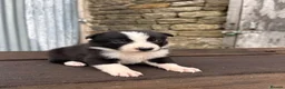 Border Collie dogs for sale: Stunning red / blue / black & white pups - Advert 26