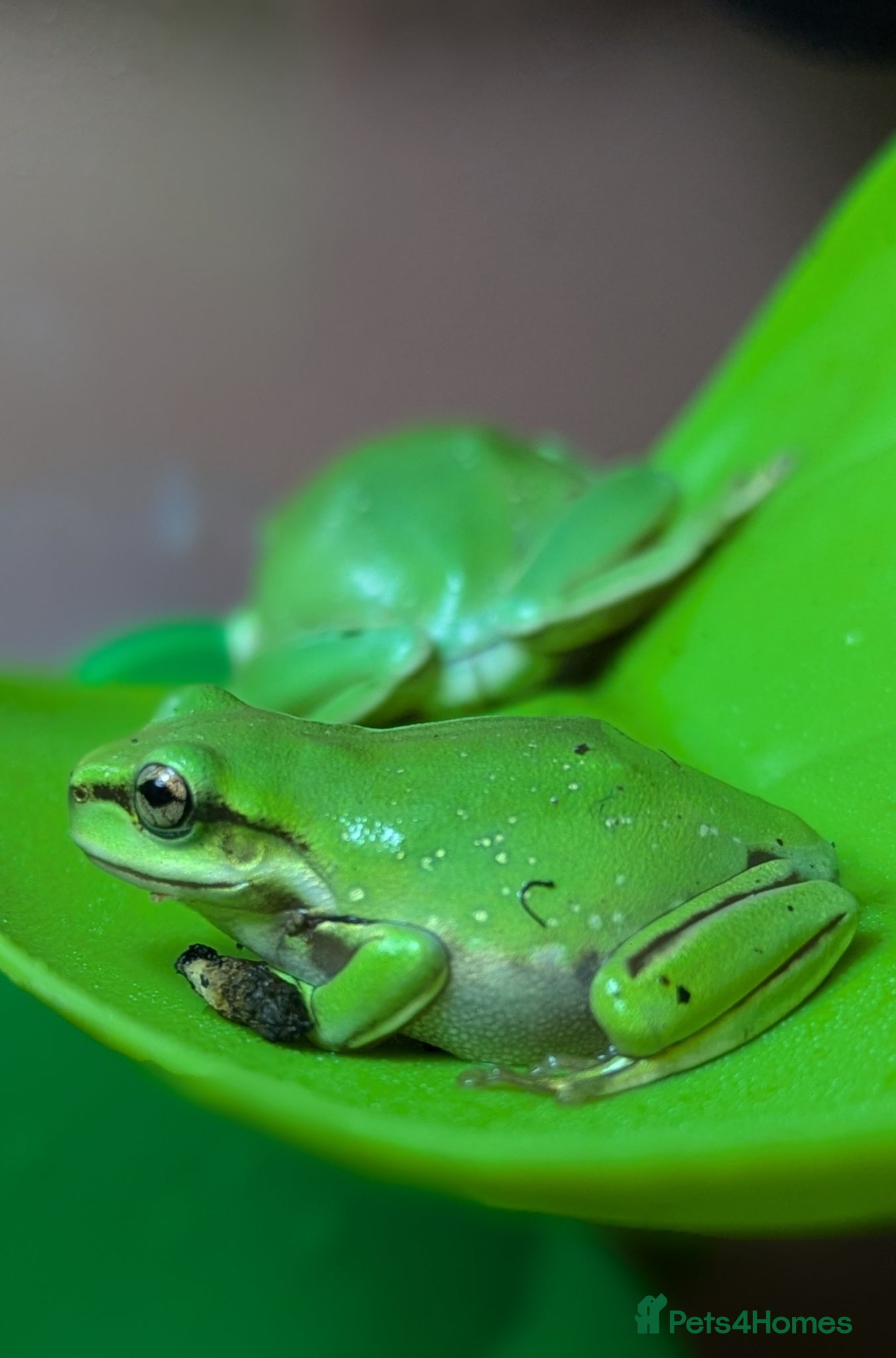 Frog reptiles for sale: Snowflake whites tree frogs - Advert 1