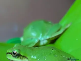 Frog reptiles Snowflake whites tree frogs - Advert 3