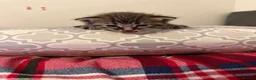 British Shorthair cats for sale: Beautiful British shorthaired kittens available in Shrewsbury - Advert 15