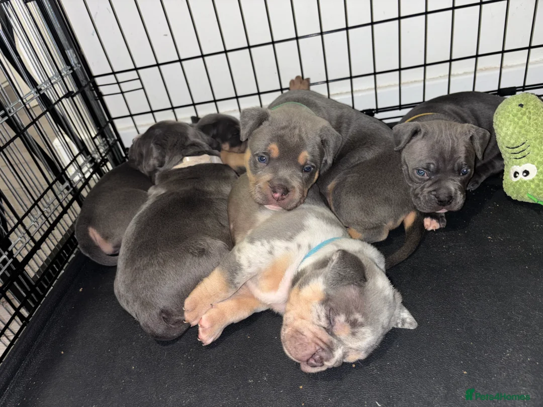 American Bully dogs for sale: Pocket bully puppies  - Advert 2