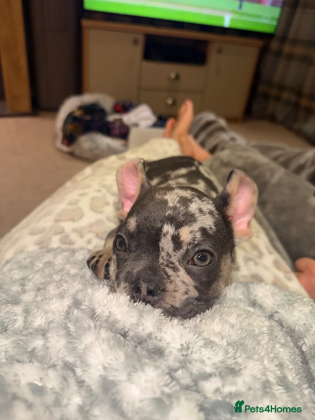 French Bulldog dogs for sale: French Bulldog 6 Months Old Merle in Slough - Advert 2