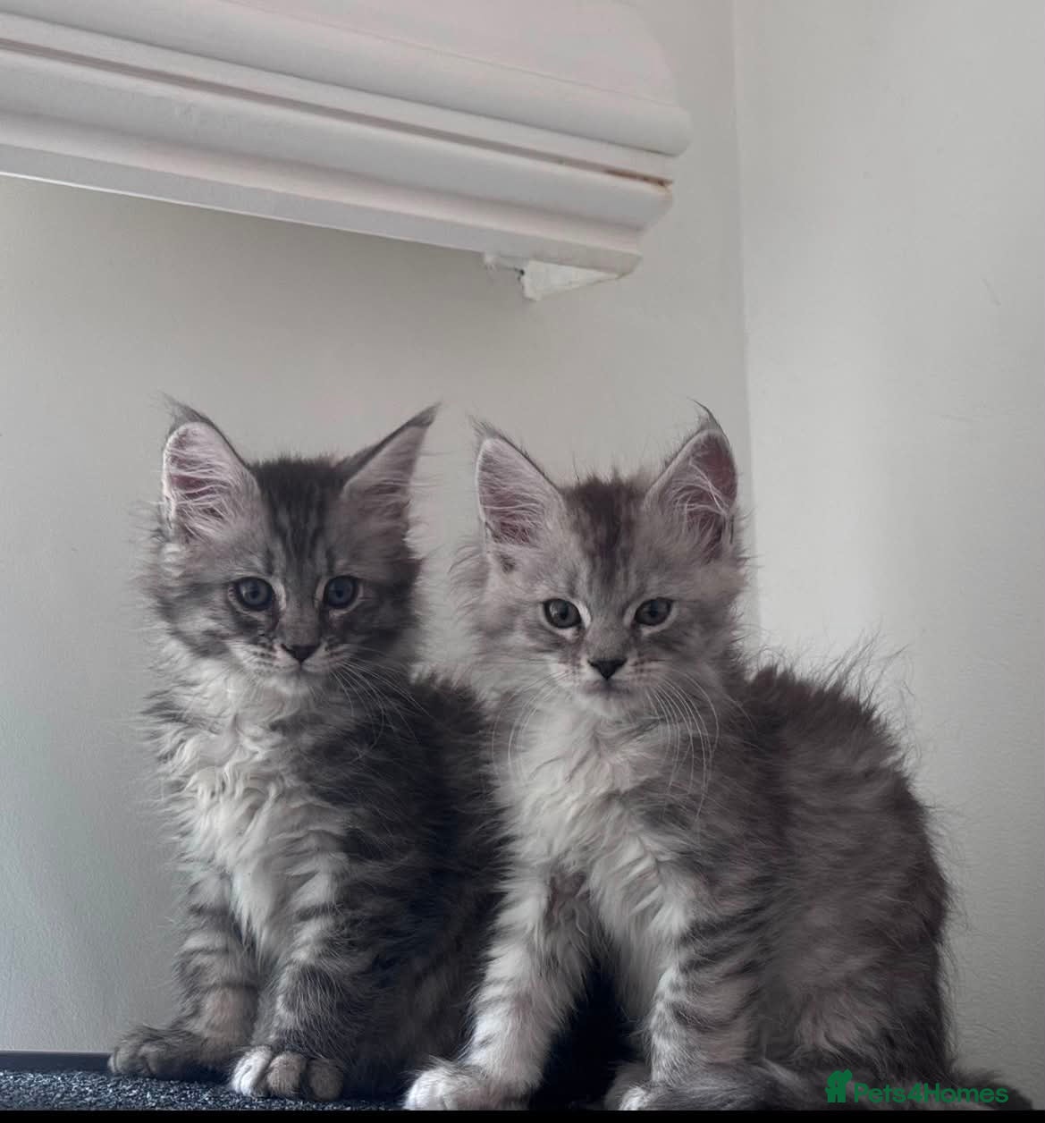 Maine Coon cats Maine Coon purebred Active male and female kittens - Advert 2