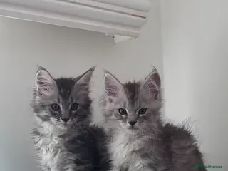 Maine Coon cats Maine Coon purebred Active male and female kittens - Advert 2