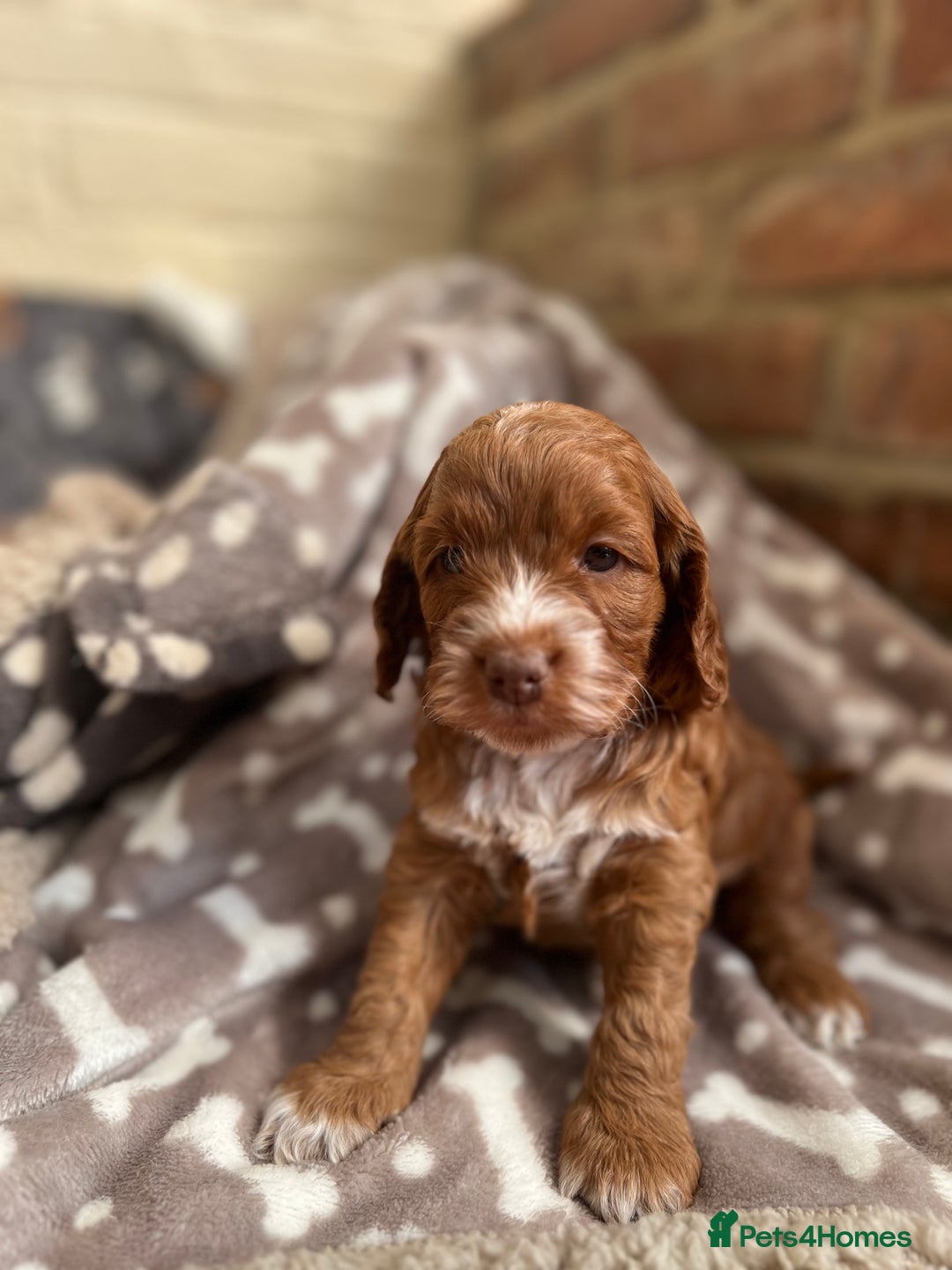 Cockapoo dogs for sale: F1 Show Type Cockapoo Puppies - Image 1