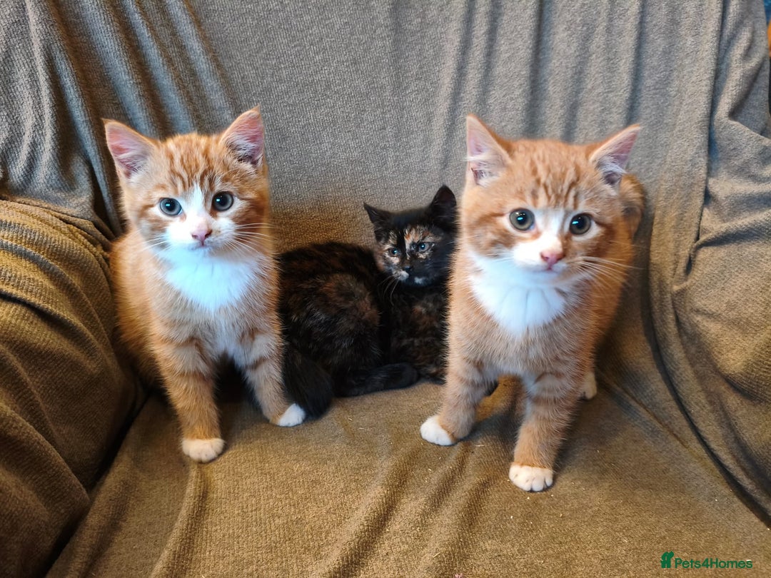 Mixed Breed cats for sale: 3 male ginger and 3 female Tortie kittens - Advert 7