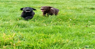 Labrador Retriever dogs - Advert 2