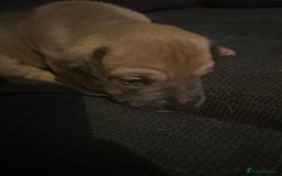 Mixed Breed dogs for sale: Puppies for Sale  - Image 14