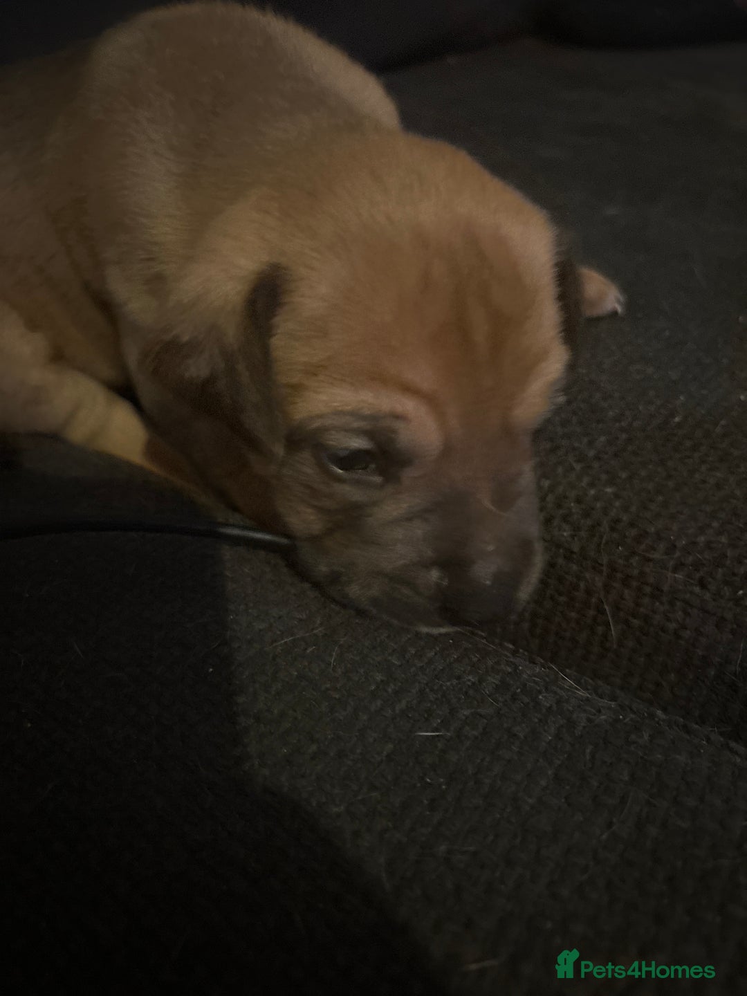 Mixed Breed dogs for sale: Puppies for Sale  - Image 14