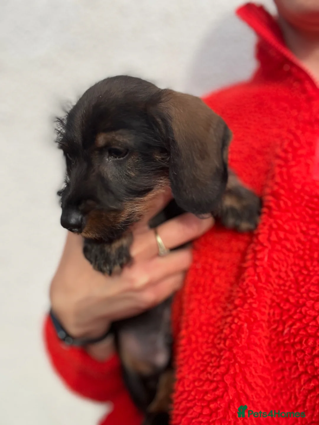 Dachshund dogs for sale: Puppy Standard Wirehaired Dachshund Boy  - Advert 1