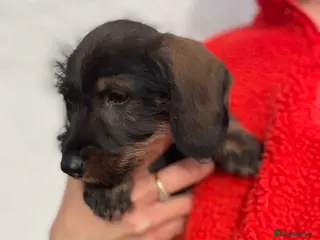 Dachshund dogs Puppy Standard Wirehaired Dachshund Boy - Advert 1