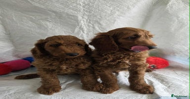 Goldendoodle dogs - Advert 16